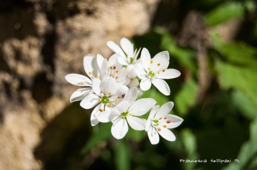 006WhiteFlowers